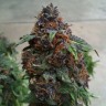 Семена марихуаны Purple OG feminised Ganja Seeds Семена марихуаны Purple OG feminised Ganja Seeds