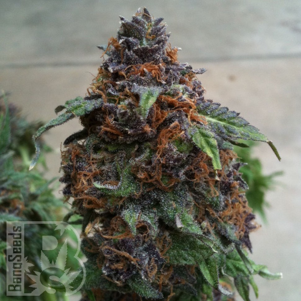 Семена марихуаны Purple OG feminised Ganja Seeds Семена марихуаны Purple OG feminised Ganja Seeds