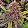 Семена марихуаны Purple OG feminised Ganja Seeds Семена марихуаны Purple OG feminised Ganja Seeds