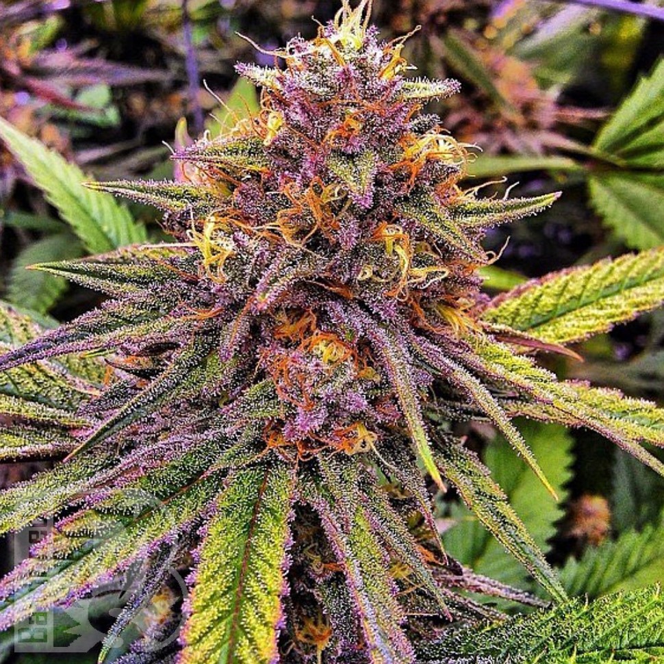 Семена марихуаны Purple OG feminised Ganja Seeds Семена марихуаны Purple OG feminised Ganja Seeds