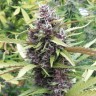 Семена марихуаны Purple OG feminised Ganja Seeds Семена марихуаны Purple OG feminised Ganja Seeds