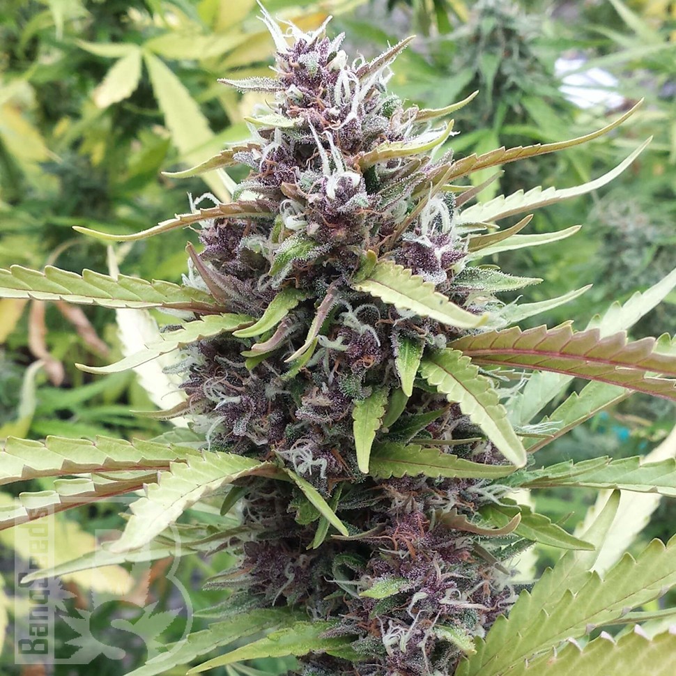 Семена марихуаны Purple OG feminised Ganja Seeds Семена марихуаны Purple OG feminised Ganja Seeds