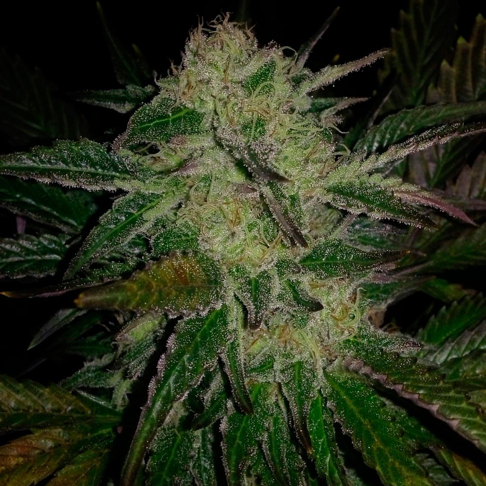 купить семена конопли недорого Chronic feminised купить семена конопли недорого Chronic feminised