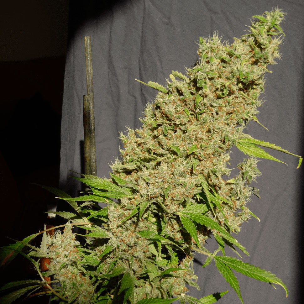 купить качественные семена конопли Chronic feminised купить качественные семена конопли Chronic feminised