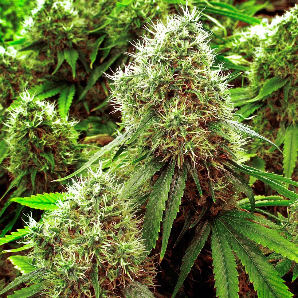 Семена конопли Chronic feminised Ganja Seeds