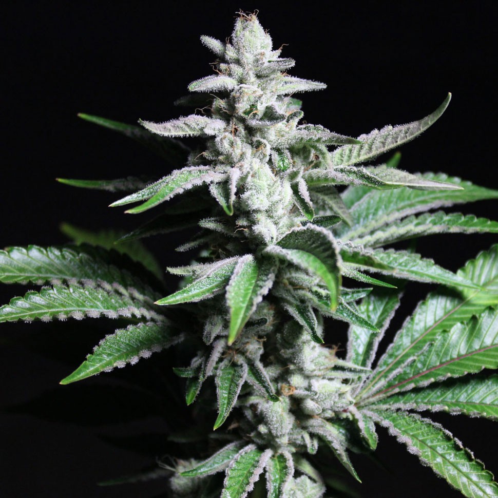 где заказать семена конопли Chronic feminised где заказать семена конопли Chronic feminised