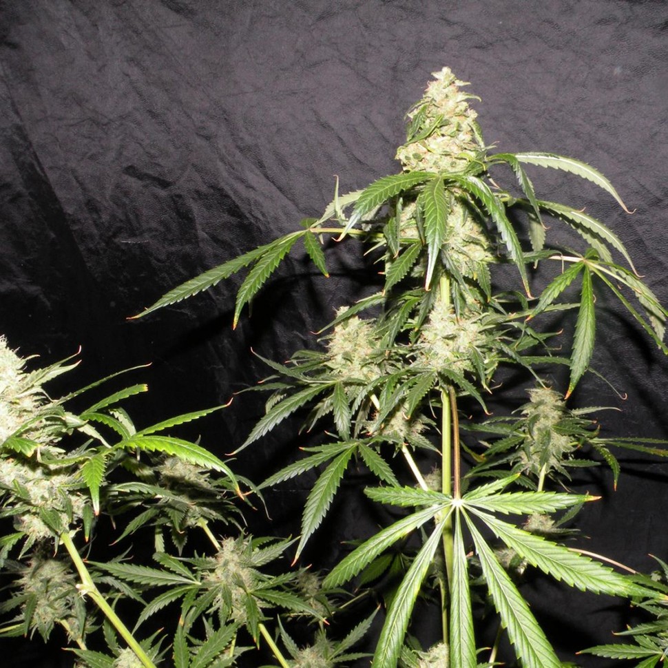 купить семена конопли Auto Sweet Mango regular в Украине купить семена конопли Auto Sweet Mango regular в Украине