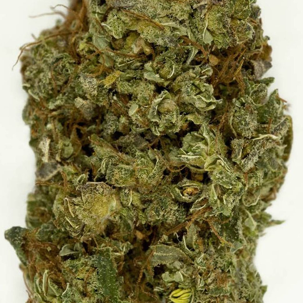 купить качественные семена конопли Auto Sweet Mango regular купить качественные семена конопли Auto Sweet Mango regular