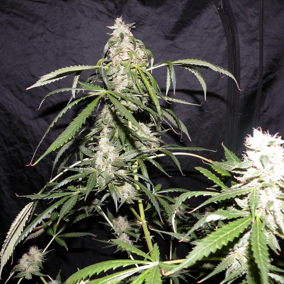 купить семена конопли Auto Sweet Mango regular недорого купить семена конопли Auto Sweet Mango regular недорого