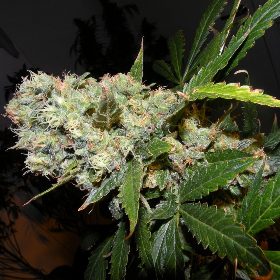 регулярные семена конопли купить Auto Sweet Mango regular регулярные семена конопли купить Auto Sweet Mango regular