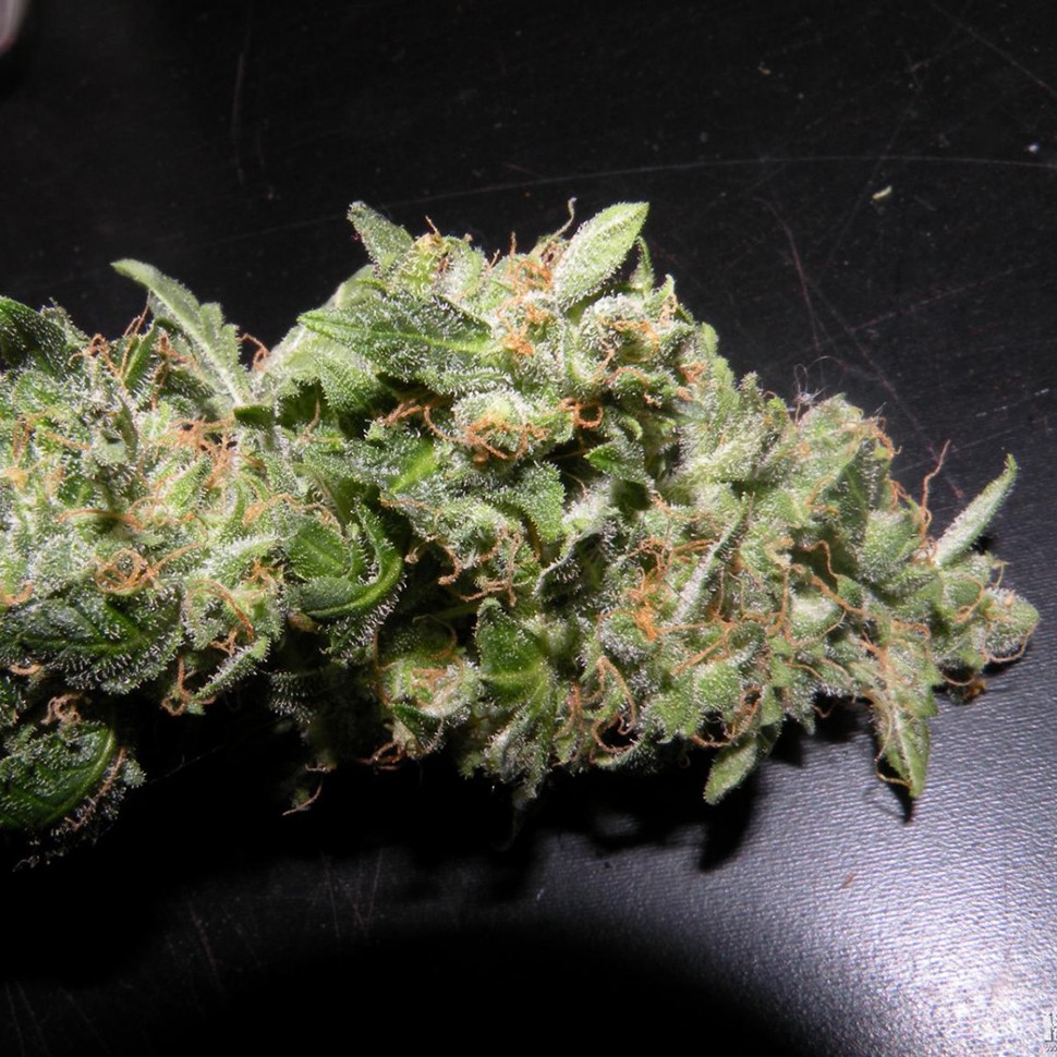 купить семена конопли в оригинальных упаковках Auto Sweet Mango regular купить семена конопли в оригинальных упаковках Auto Sweet Mango regular