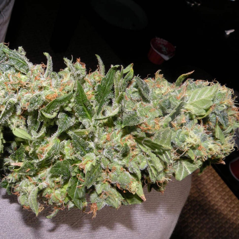 купить семена конопли f1 в оригинальной упаковке Auto Sweet Mango regular купить семена конопли f1 в оригинальной упаковке Auto Sweet Mango regular