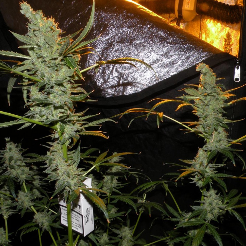 купить семена конопли интернет магазин Auto Sweet Mango regular купить семена конопли интернет магазин Auto Sweet Mango regular