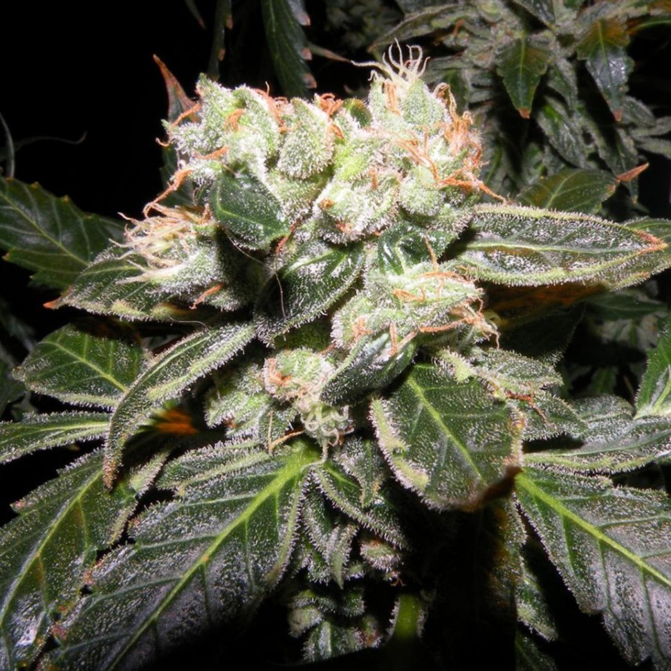 купить семена конопли в фирменной упаковке Auto Sweet Mango regular купить семена конопли в фирменной упаковке Auto Sweet Mango regular