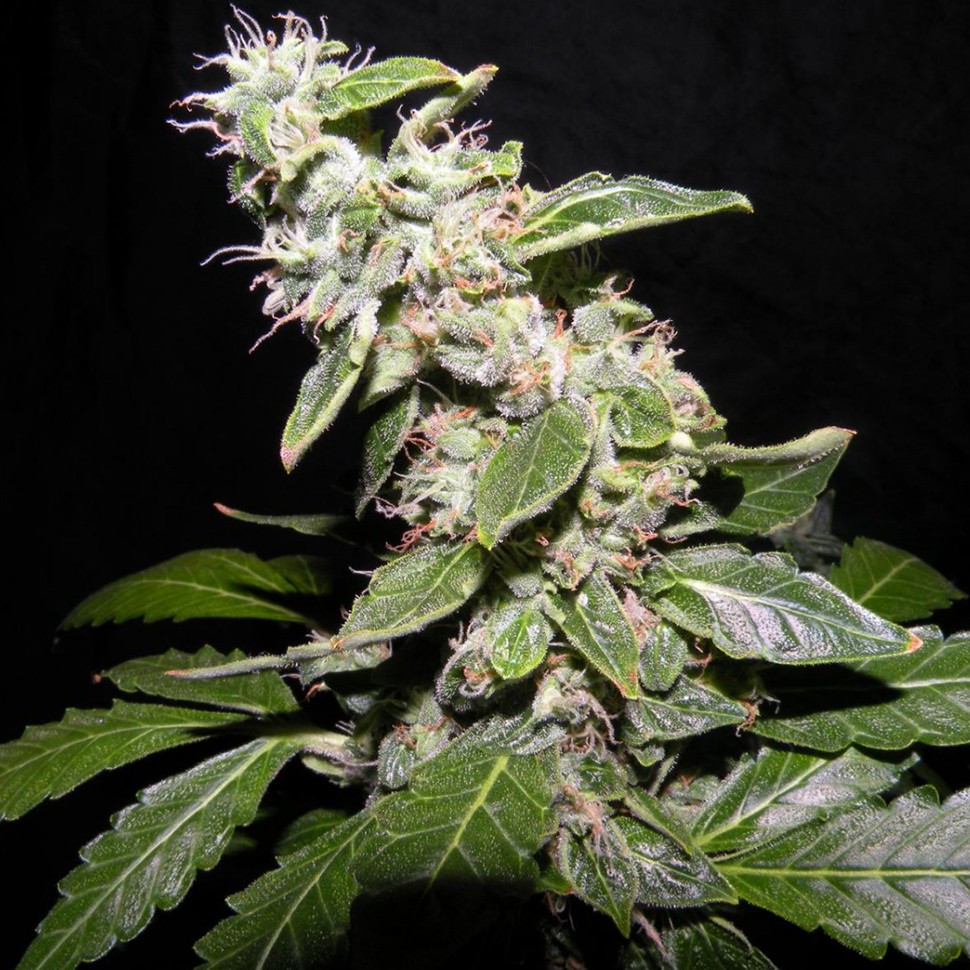 заказать семена конопли наложенным платежом Auto Sweet Mango regular заказать семена конопли наложенным платежом Auto Sweet Mango regular