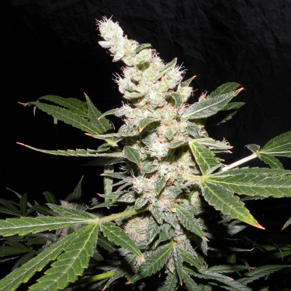 заказать семена конопли почтой Auto Sweet Mango regular заказать семена конопли почтой Auto Sweet Mango regular