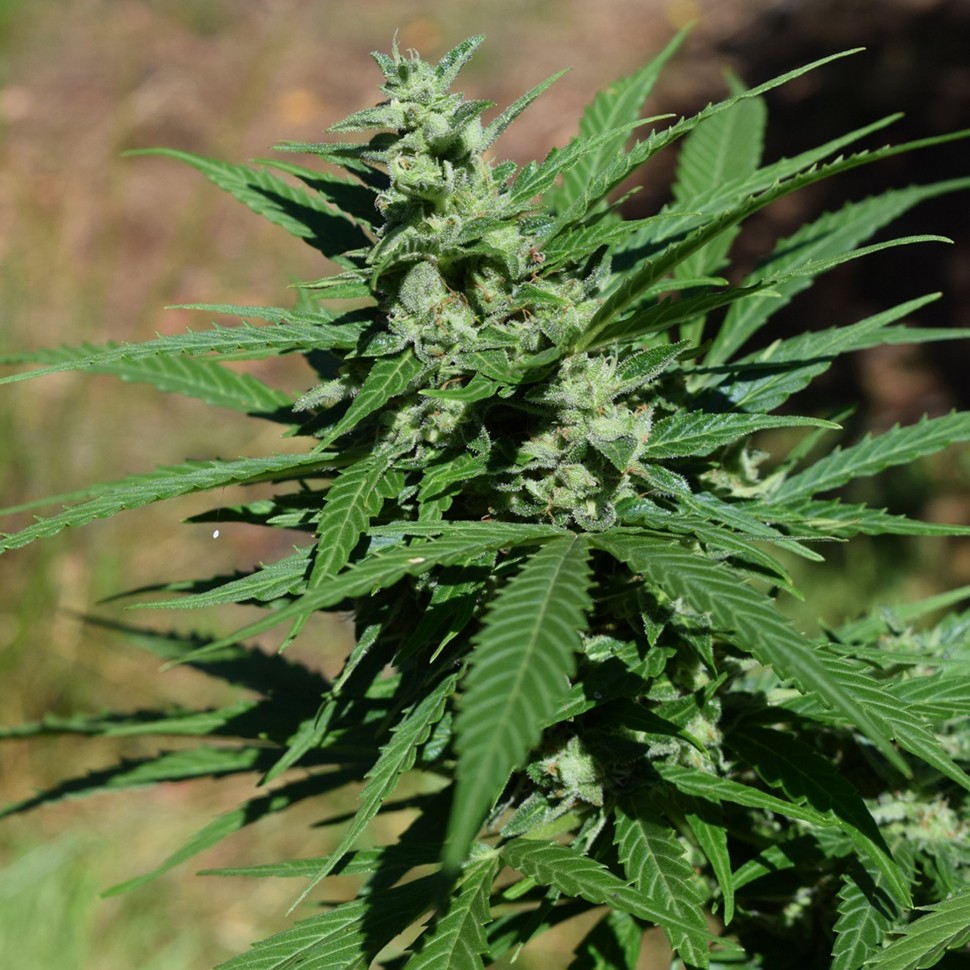 заказать качественные семена конопли Auto Sweet Mango regular заказать качественные семена конопли Auto Sweet Mango regular