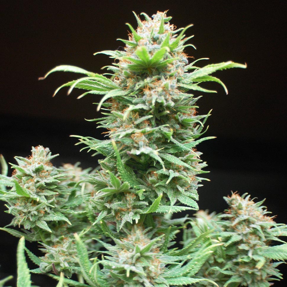 Семена ганжа Wembley feminised Ganja Seeds