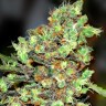 Семена ганжа Wembley feminised Ganja Seeds Семена ганжа Wembley feminised Ganja Seeds