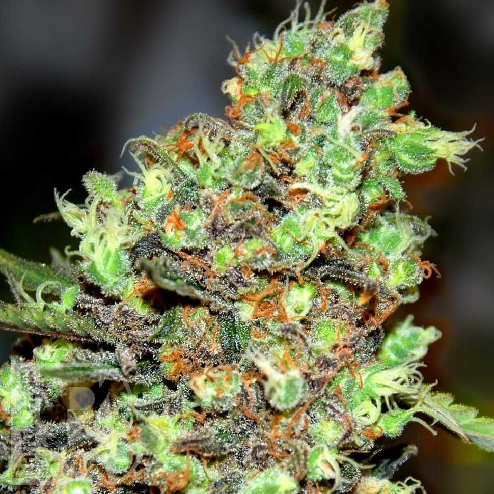 Семена ганжа Wembley feminised Ganja Seeds Семена ганжа Wembley feminised Ganja Seeds