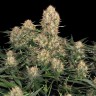 Семена ганжа Wembley feminised Ganja Seeds Семена ганжа Wembley feminised Ganja Seeds