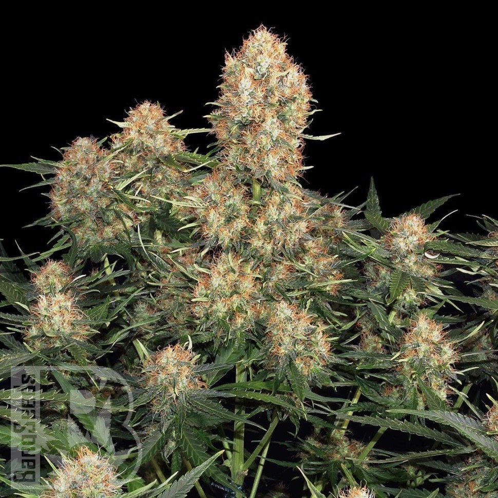 Семена ганжа Wembley feminised Ganja Seeds Семена ганжа Wembley feminised Ganja Seeds