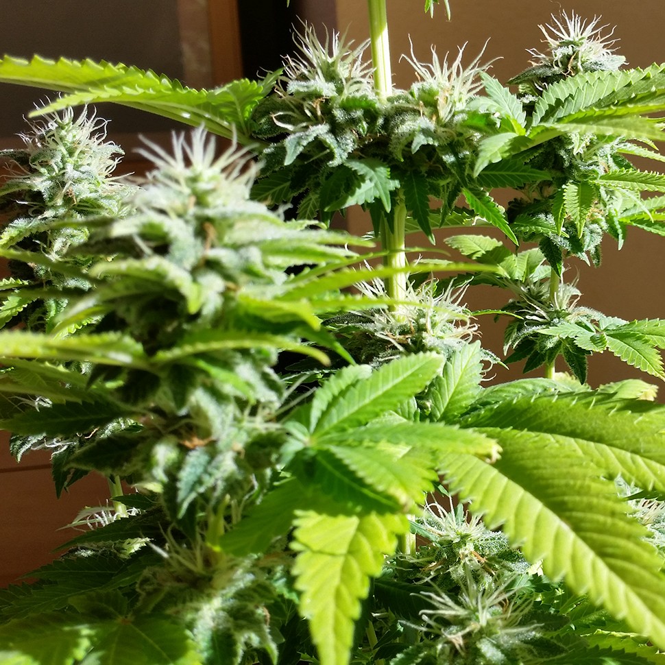 купить семена конопли недорого Auto AK x Somango feminised купить семена конопли недорого Auto AK x Somango feminised