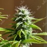 Семена каннабиса Auto AK x Somango feminised Ganja Seeds Семена каннабиса Auto AK x Somango feminised Ganja Seeds