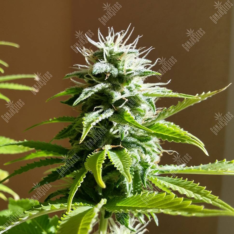 Семена каннабиса Auto AK x Somango feminised Ganja Seeds