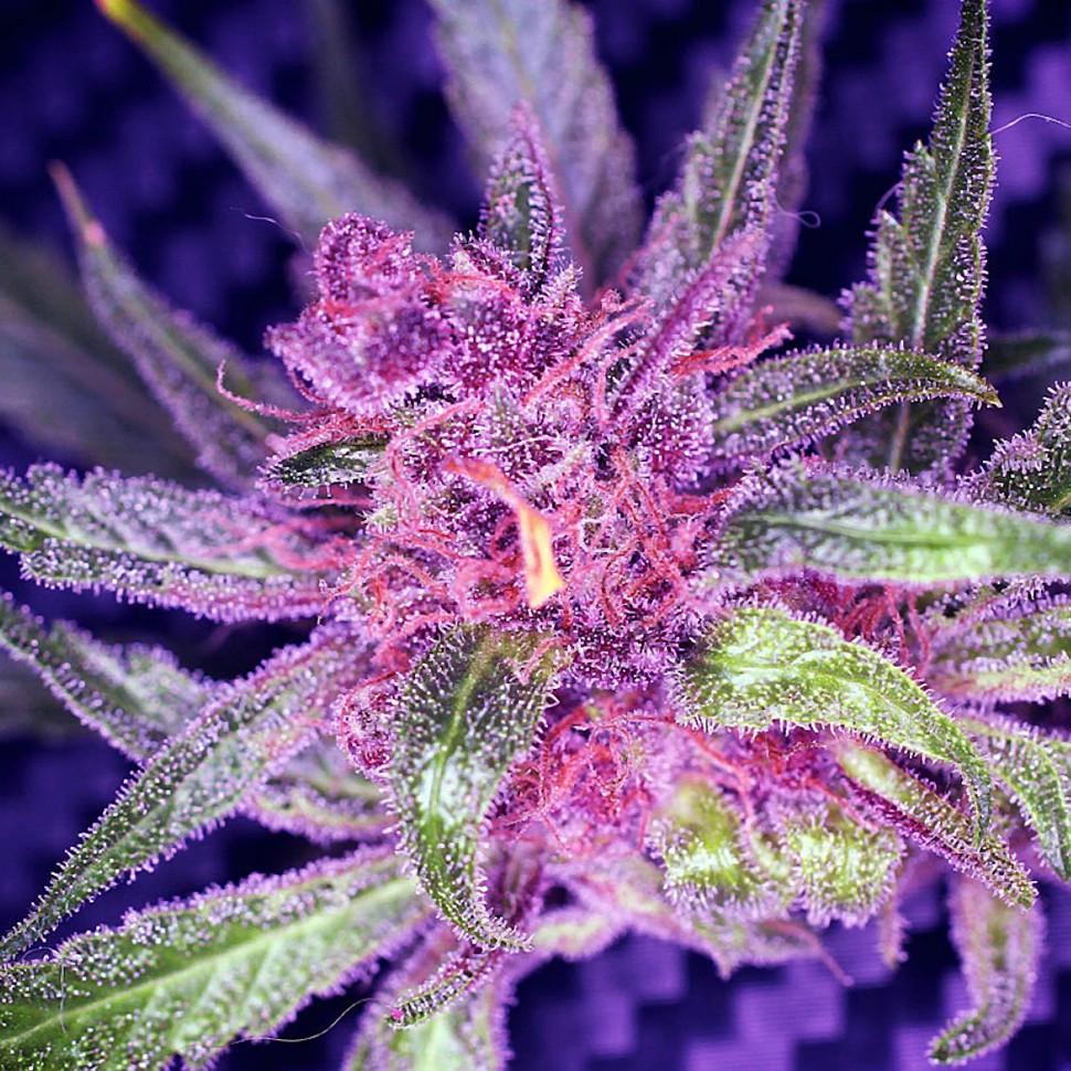 Семена Auto Blueberry Haze feminised Ganja Seeds