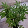 Семена Auto Vertigo feminised Ganja Seeds Семена Auto Vertigo feminised Ganja Seeds