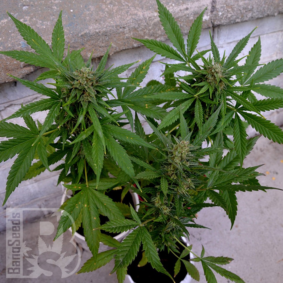 Семена Auto Vertigo feminised Ganja Seeds Семена Auto Vertigo feminised Ganja Seeds