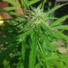 Auto Vertigo feminised Ganja Seeds семена купить Auto Vertigo feminised Ganja Seeds семена купить