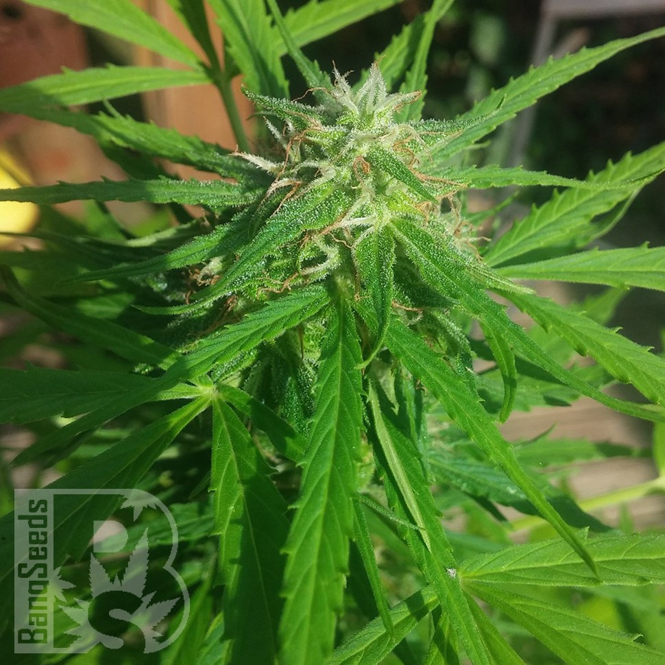 Auto Vertigo feminised Ganja Seeds семена купить Auto Vertigo feminised Ganja Seeds семена купить