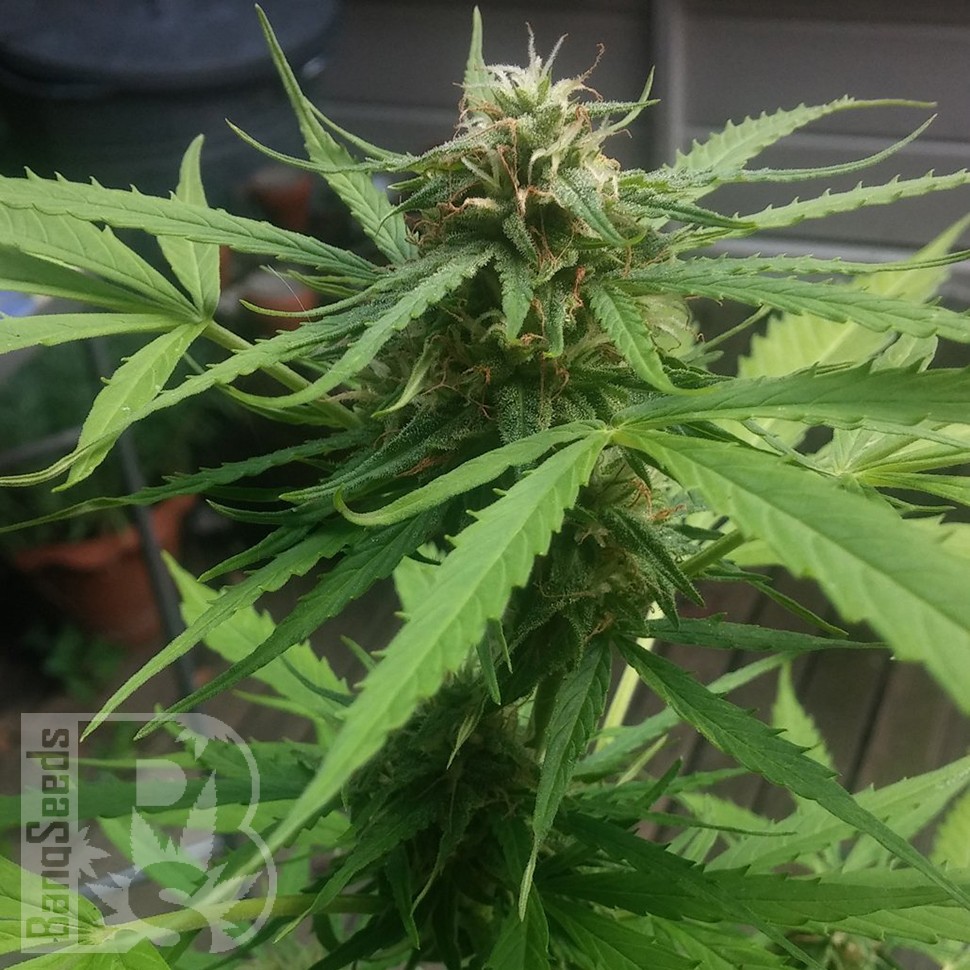 Конопля Auto Vertigo feminised Ganja Seeds Конопля Auto Vertigo feminised Ganja Seeds
