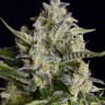 Семена каннабиса Auto Vertigo feminised Ganja Seeds Семена каннабиса Auto Vertigo feminised Ganja Seeds
