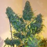 Семена каннабиса Auto Vertigo feminised Ganja Seeds Семена каннабиса Auto Vertigo feminised Ganja Seeds