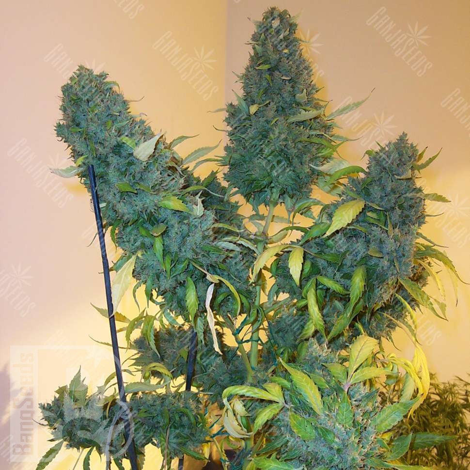Семена каннабиса Auto Vertigo feminised Ganja Seeds Семена каннабиса Auto Vertigo feminised Ganja Seeds