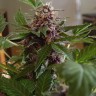 Семена ганжа Purple Sunset feminised Ganja Seeds Семена ганжа Purple Sunset feminised Ganja Seeds