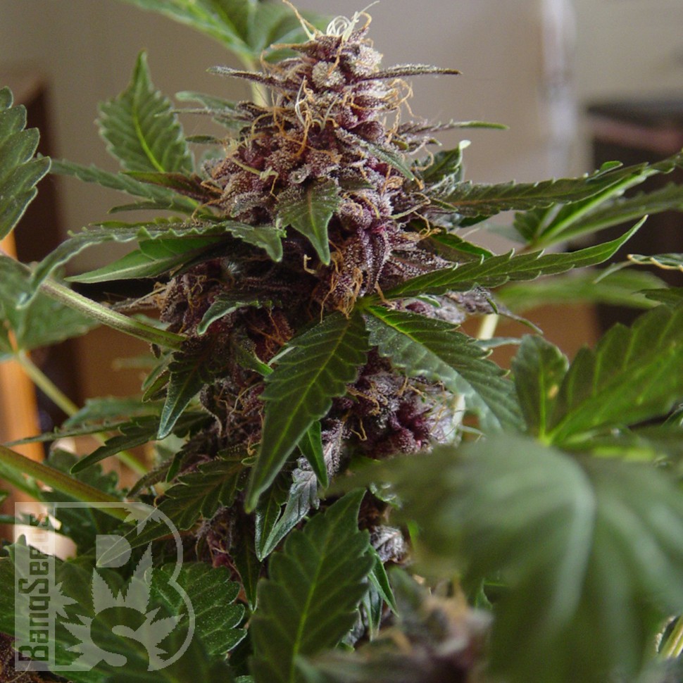 Семена ганжа Purple Sunset feminised Ganja Seeds