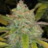Семена ганжа Purple Sunset feminised Ganja Seeds Семена ганжа Purple Sunset feminised Ganja Seeds
