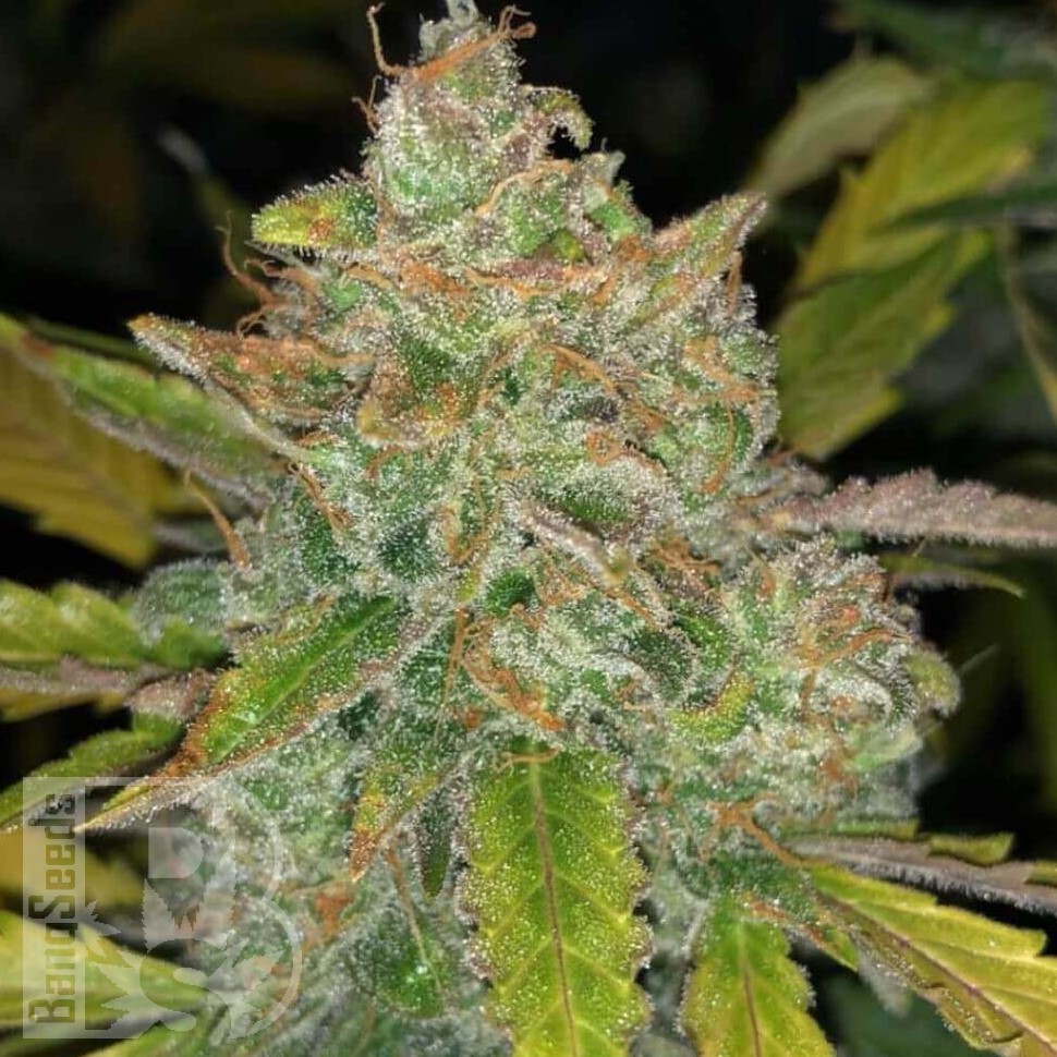 Семена ганжа Purple Sunset feminised Ganja Seeds Семена ганжа Purple Sunset feminised Ganja Seeds