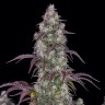 Семена ганжа Purple Sunset feminised Ganja Seeds Семена ганжа Purple Sunset feminised Ganja Seeds