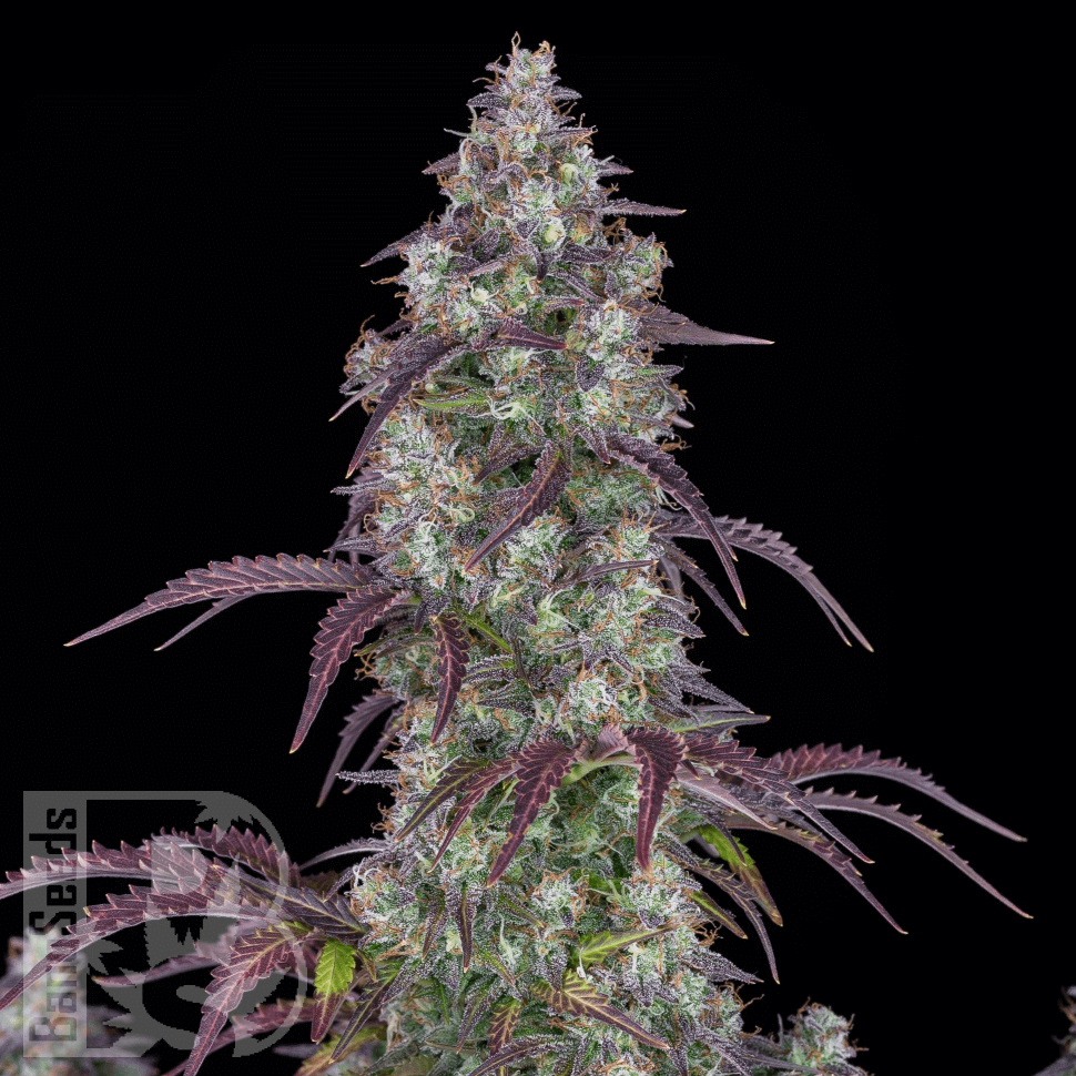Семена ганжа Purple Sunset feminised Ganja Seeds Семена ганжа Purple Sunset feminised Ganja Seeds
