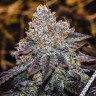 Семена ганжа Purple Sunset feminised Ganja Seeds Семена ганжа Purple Sunset feminised Ganja Seeds