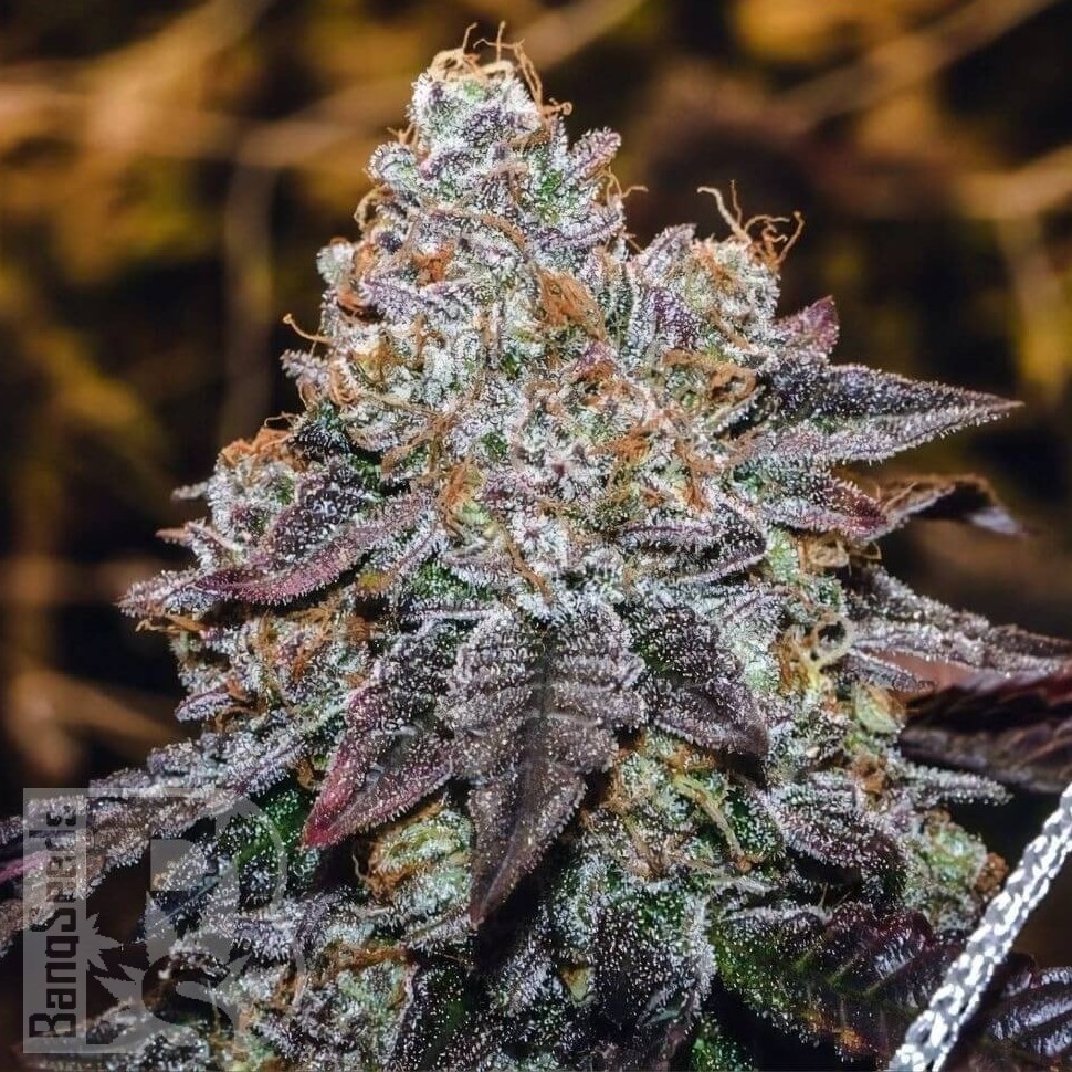 Семена ганжа Purple Sunset feminised Ganja Seeds Семена ганжа Purple Sunset feminised Ganja Seeds