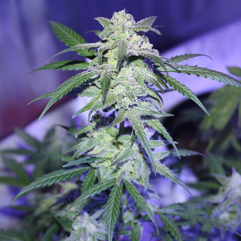 Семена ганжа Auto AK 47 feminised Ganja Seeds