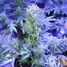 купить семена конопли элитных сортов Auto AK 47 feminised купить семена конопли элитных сортов Auto AK 47 feminised