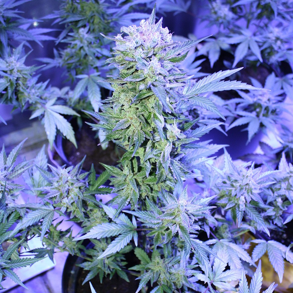купить семена конопли элитных сортов Auto AK 47 feminised купить семена конопли элитных сортов Auto AK 47 feminised