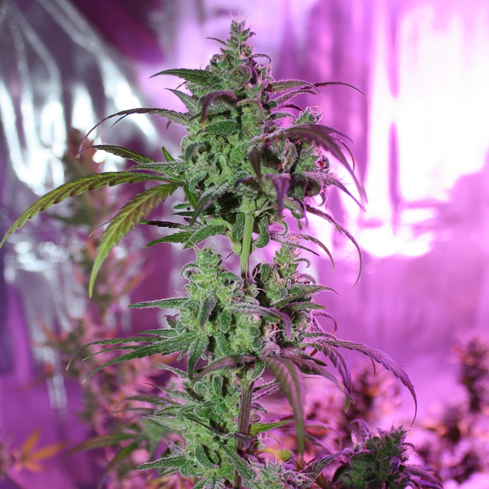 купить семена конопли для выращивания Auto AK 47 feminised купить семена конопли для выращивания Auto AK 47 feminised